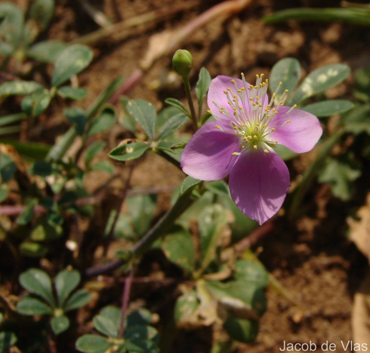 Cleome chelidonii L.f.